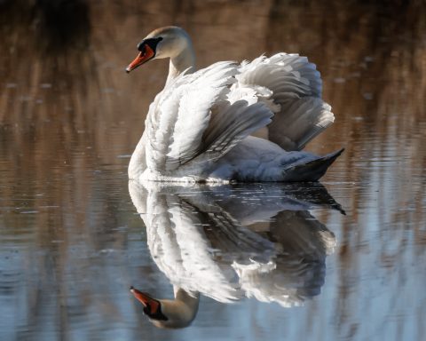 Schwan plustert sich auf